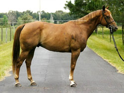 photo of a balanced horse with
roughly equal hip and wither height.